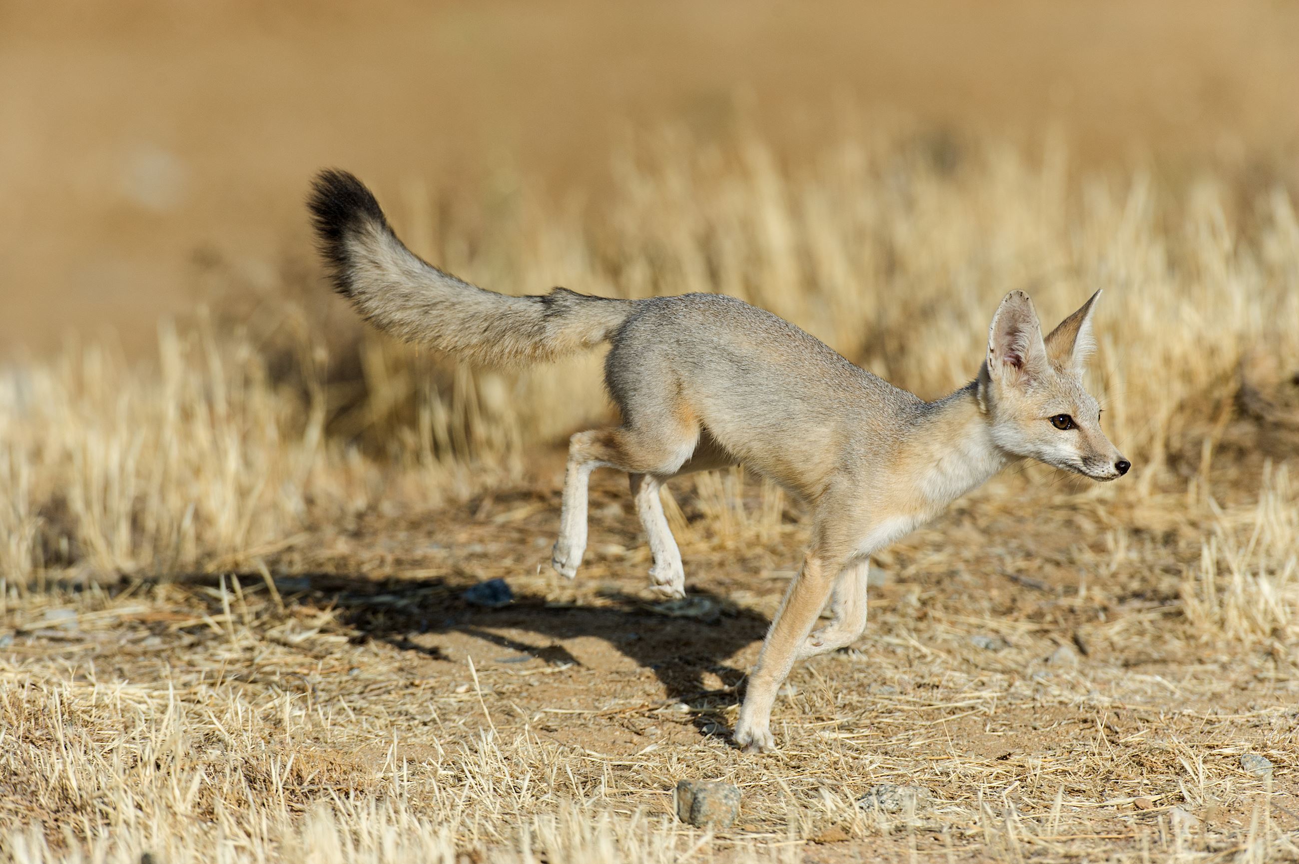 San Joaqiun Kit Fox Image