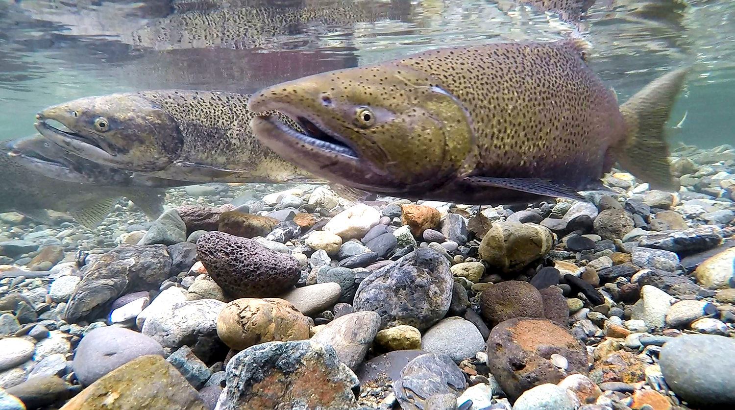 Chinook Salmon Image