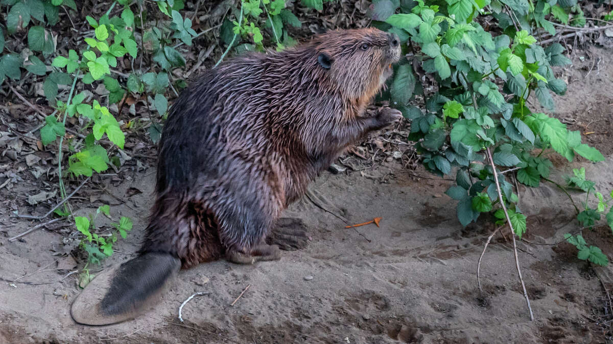 North American Beaver Image