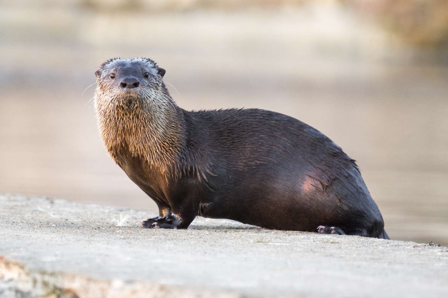 North American River Otter Image