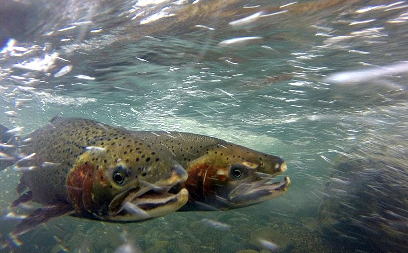 Steelhead Trout Image