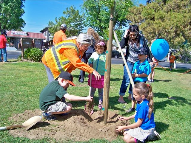 City staff assisting community members with planting tree